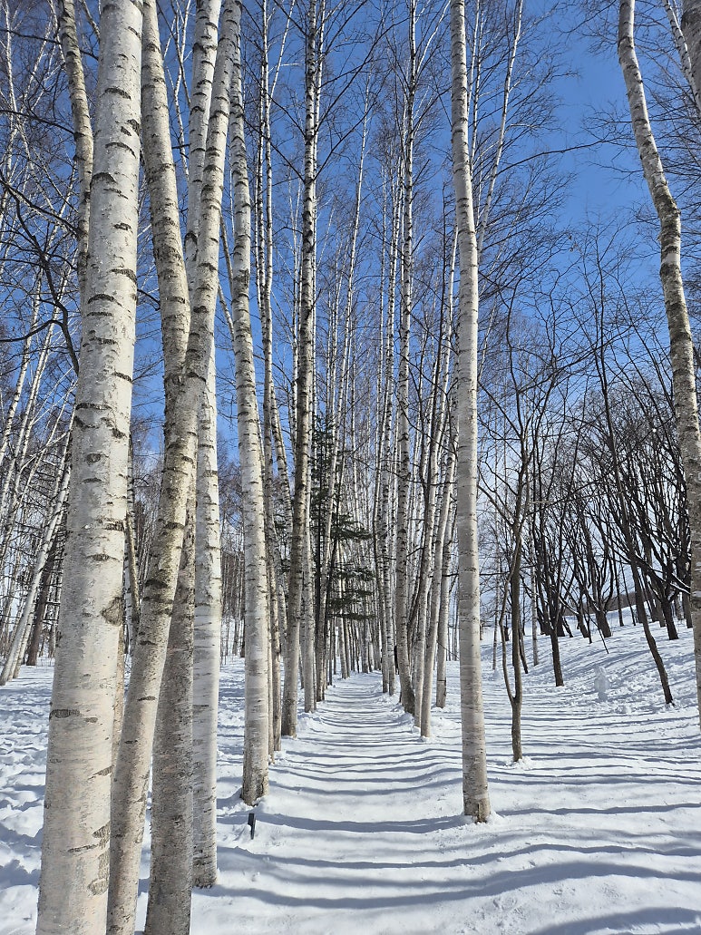 Sapporo to Biei Winter Day Tour Review: Indigo Travel & Junpei Restaurant